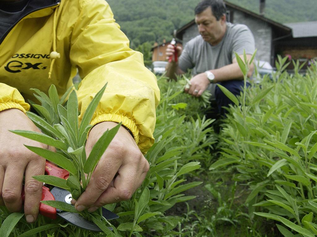 Image 2 - Herbes aromatiques et officinales 