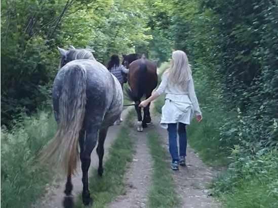 Image 1 - Aktiviäten mit Pferden im Piano di Magadino