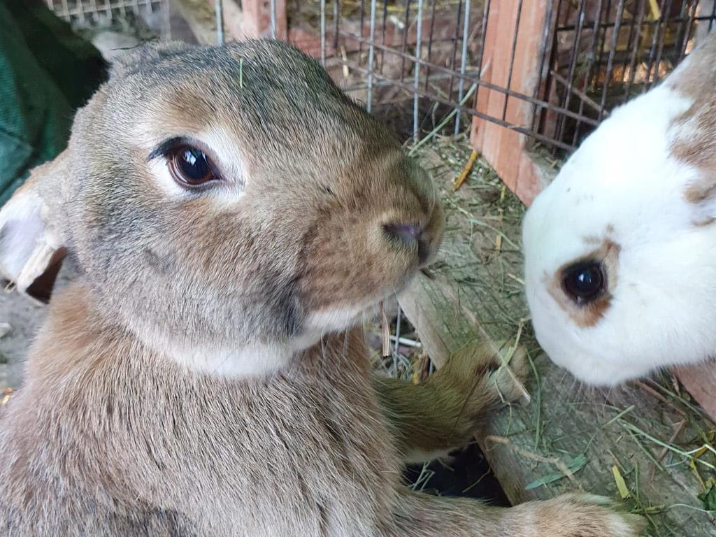 Image 1 - Imparare a conoscere il coniglio