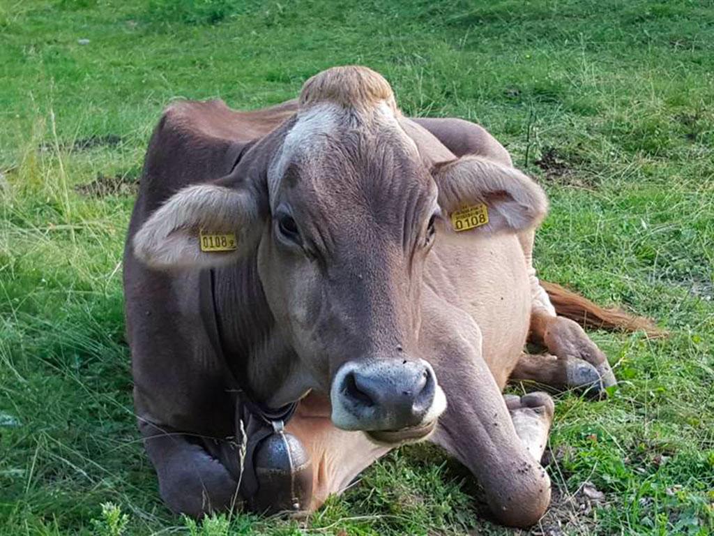 Image 14 - Capanna Alpe Bolla