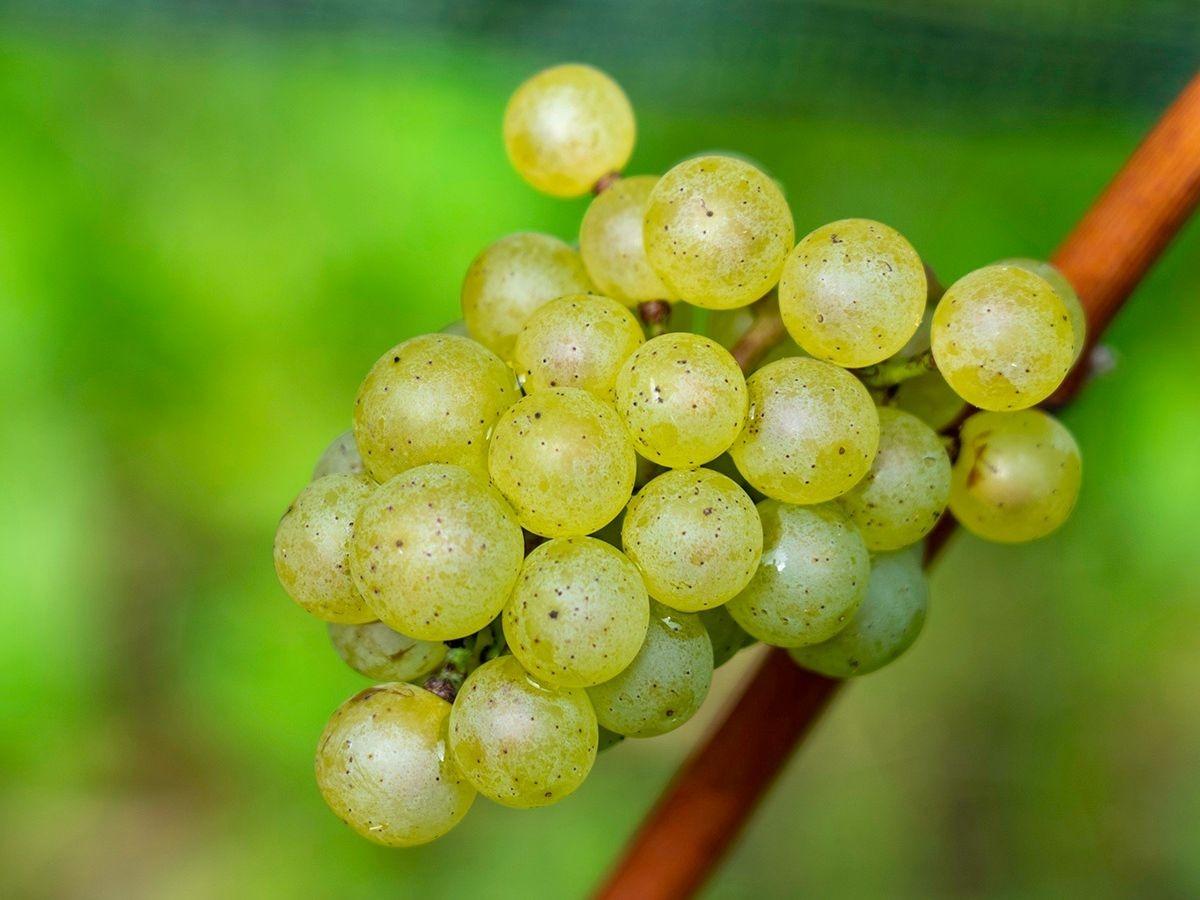 Image 8 - Cagi - Cantina Giubiasco SA