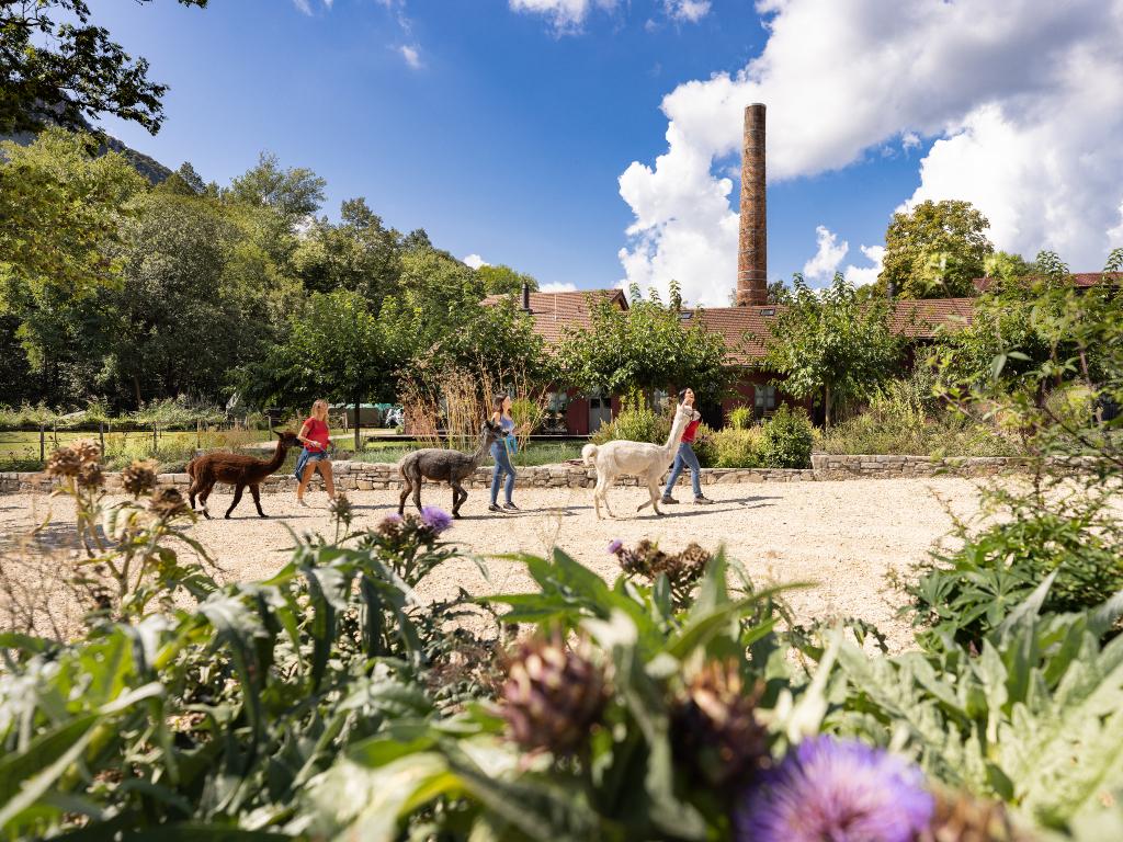 Image 1 - Alpaka-Trekking im UNESCO-Park Monte San Giorgio