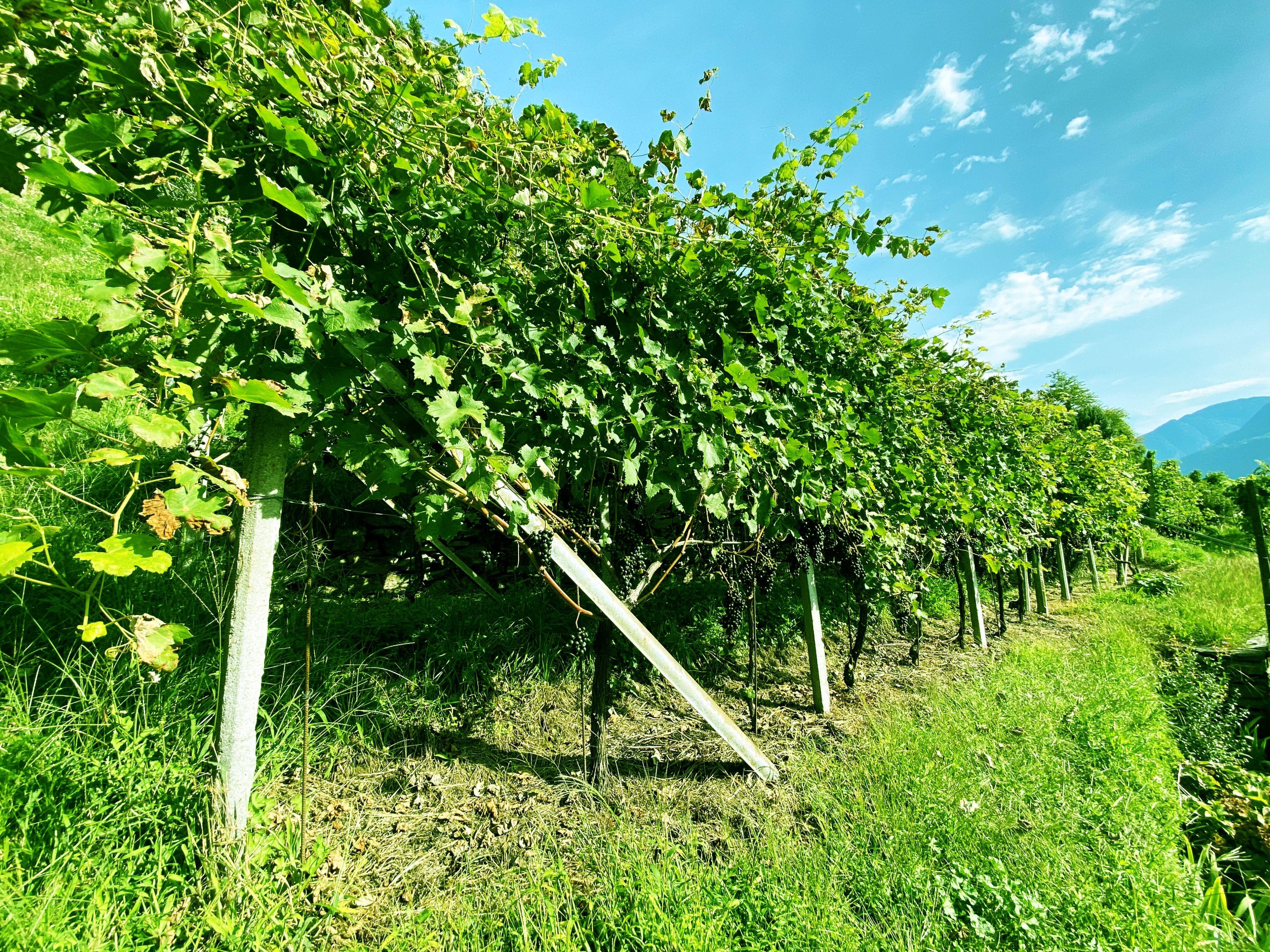 Image 11 - Wine cellar Settemaggio	