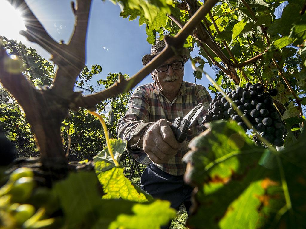 Image 1 - Vendemmia nella regione Mendrisiotto e Basso Ceresio