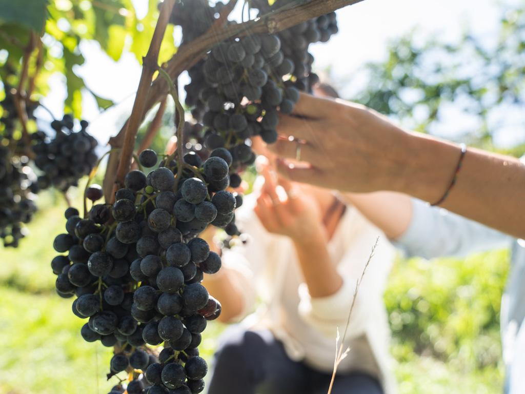 Image 1 - Azienda Agricola Bianchi