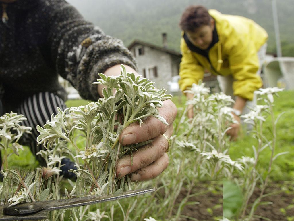 Image 0 - Herbes aromatiques et officinales 