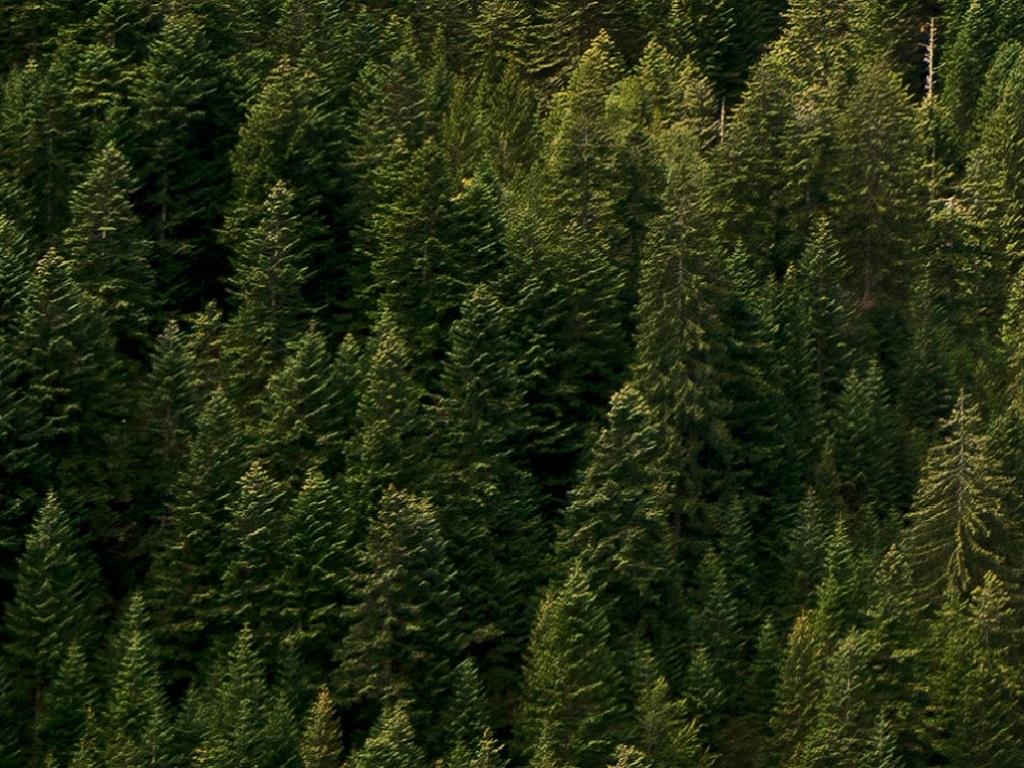 Image 0 - Forcaridra Forest Reserve