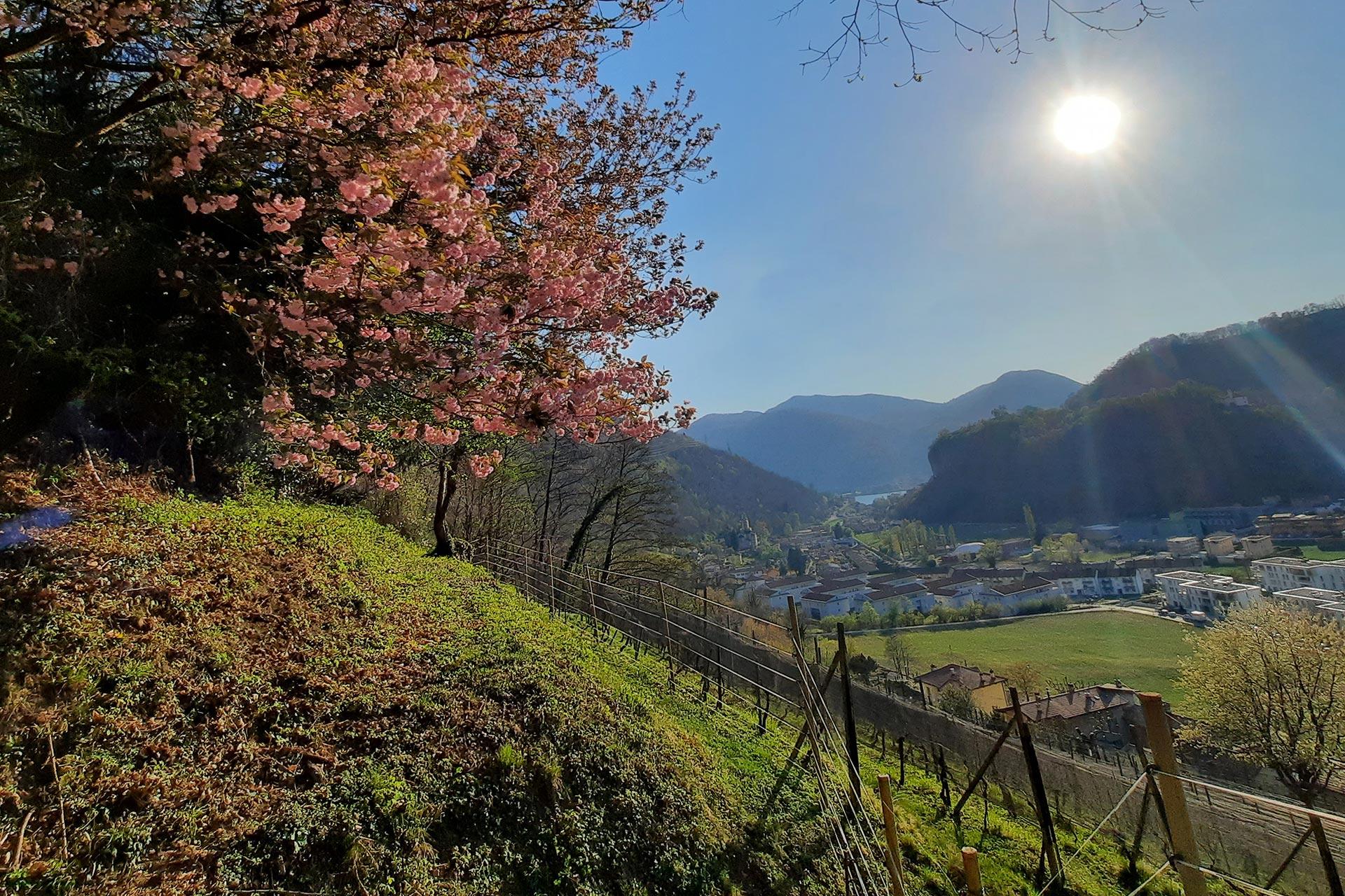 Image 1 - Degustazione gastronomica in vigna