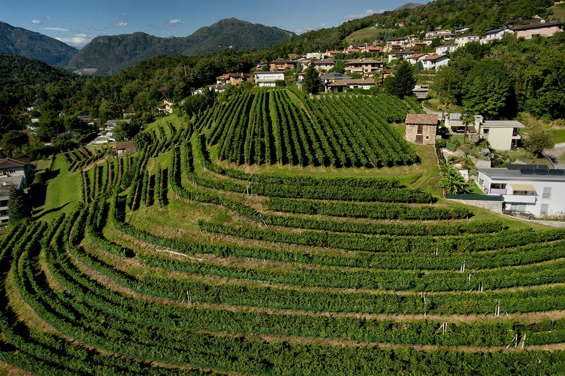 Image 3 - Weinkeller Tamborini Carlo eredi SA