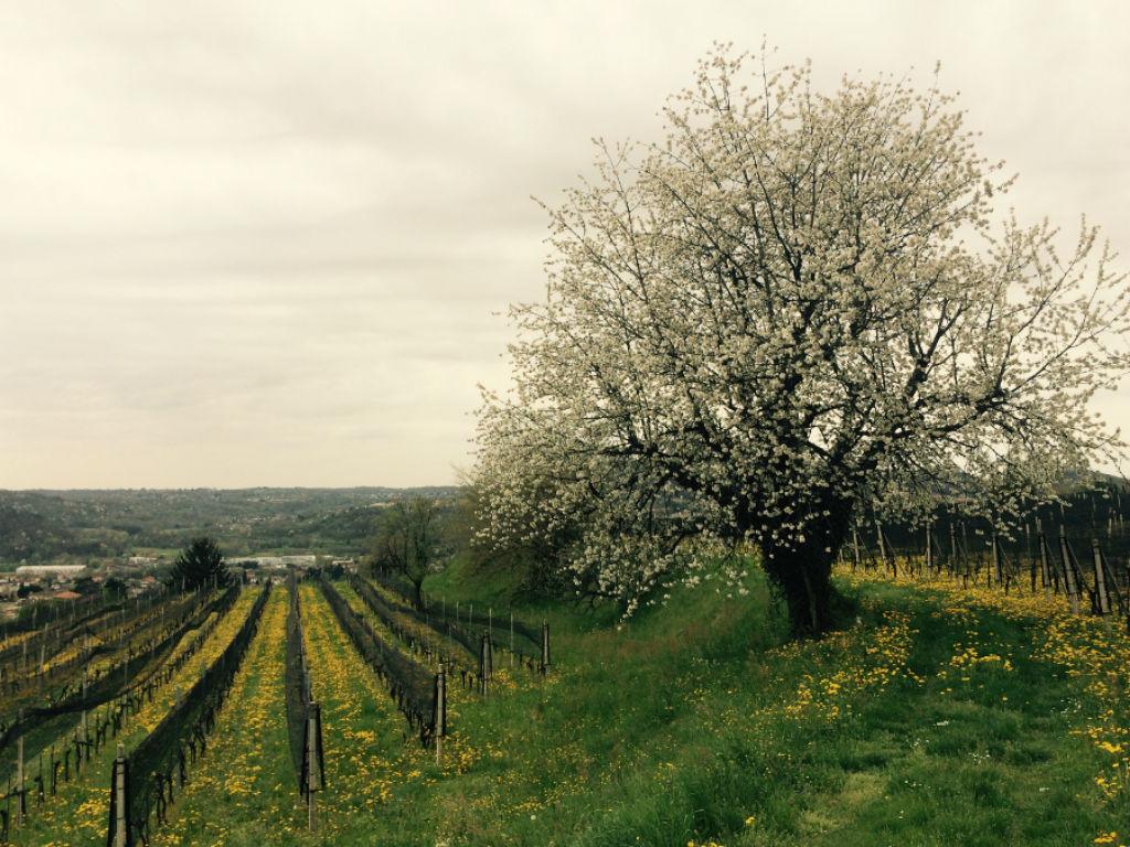 Image 2 - Cantine Riva Morcote