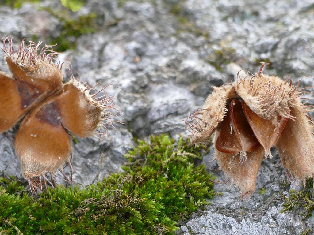 Image 2 - Riserva forestale del Monte Generoso