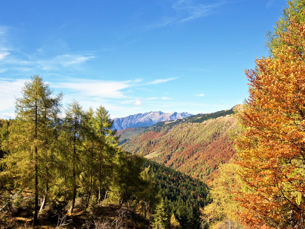 Image 1 - Cenni su Flora e Fauna della zona del Camoghè