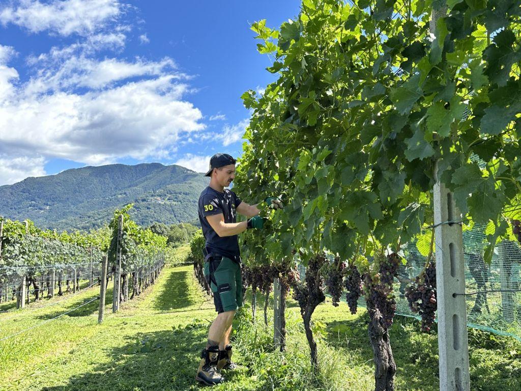 Image 1 - Cantina Cristini e Figli