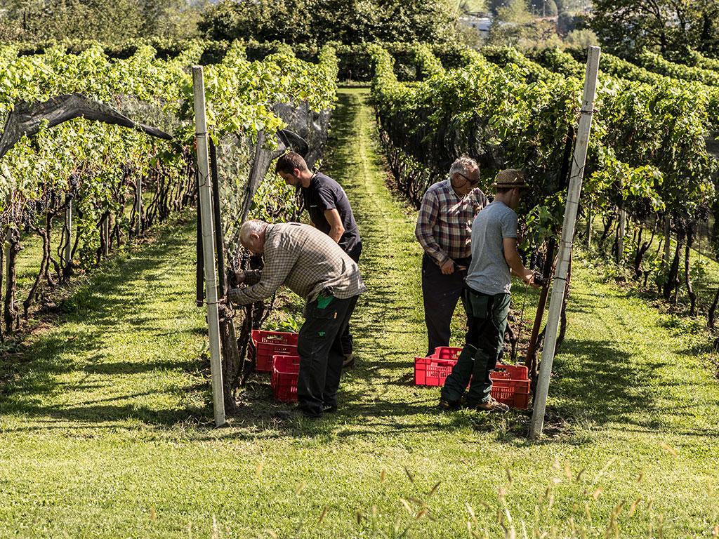 Image 2 - Vendemmia nella regione Mendrisiotto e Basso Ceresio