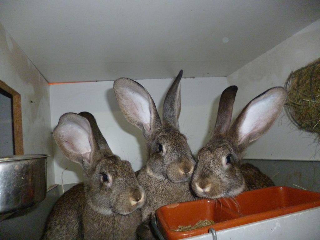 Image 7 - Azienda Baselgia