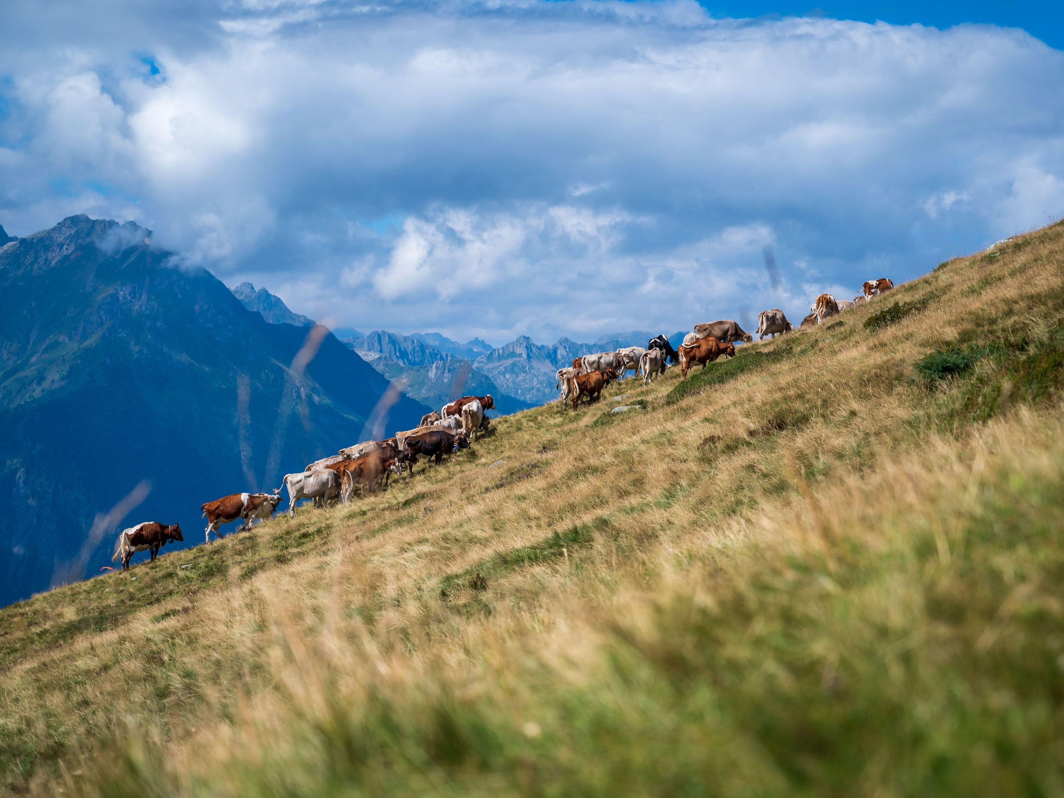Image 10 - Sesselbahn Carì - Summer