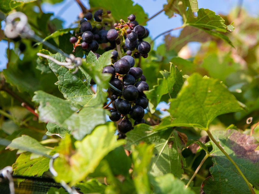 Image 4 - Degustazione e visita in cantina