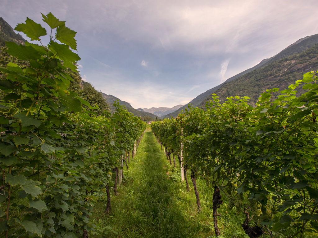 Image 4 - Vini Bettoni - Azienda Viticola Rascana 