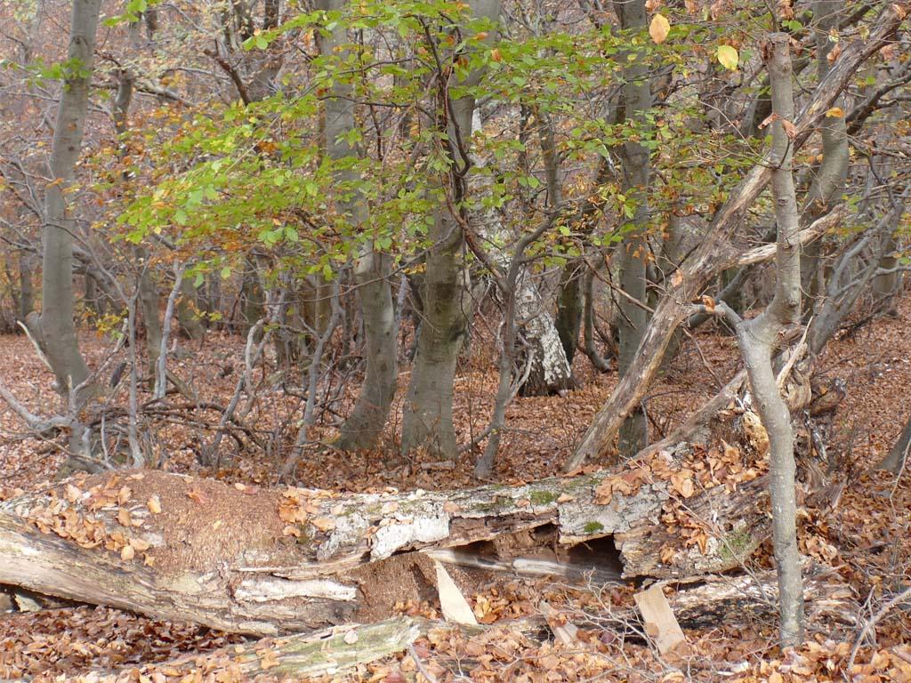 Image 1 - Riserva forestale del Monte Generoso