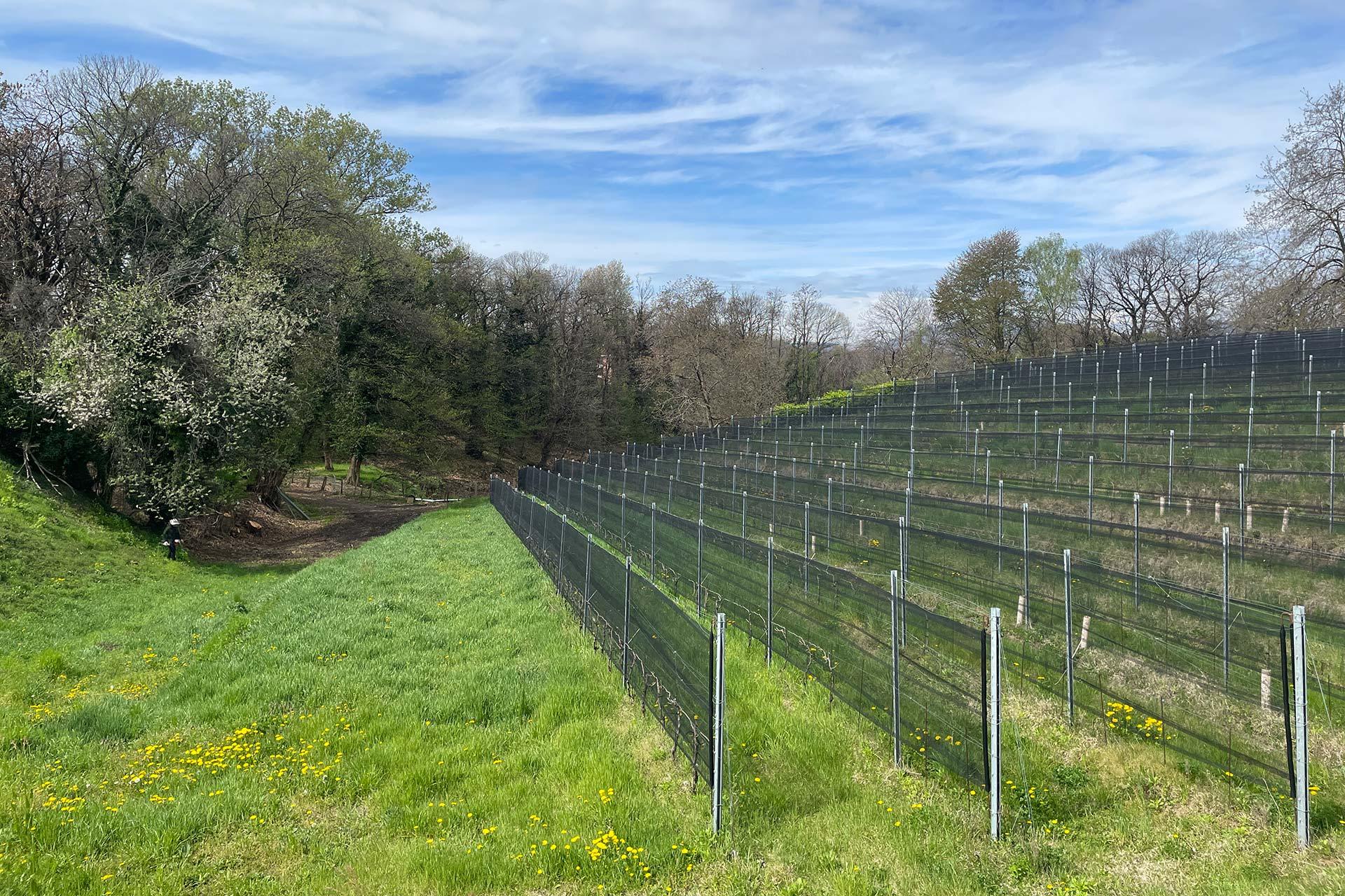 Image 1 - Cantina Silbernagl Ticino