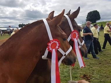 Image 2 - Passeggiate a cavallo per tutti - Allevamento Wyder