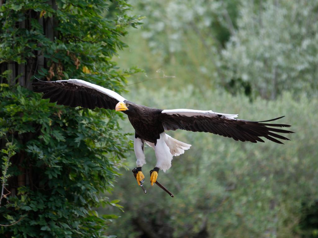 Image 2 - Falconeria Locarno