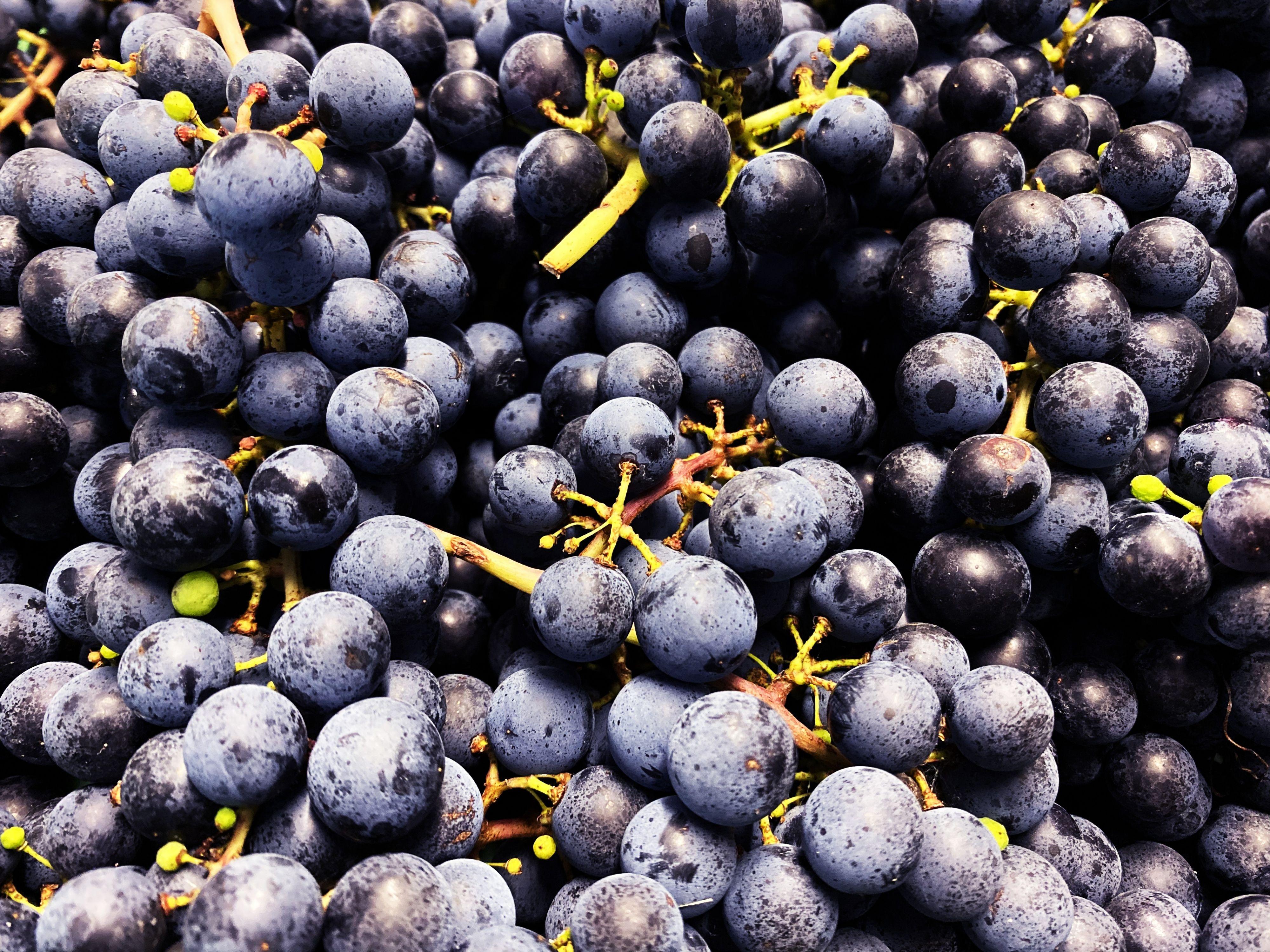 Image 7 - Wine cellar Settemaggio	