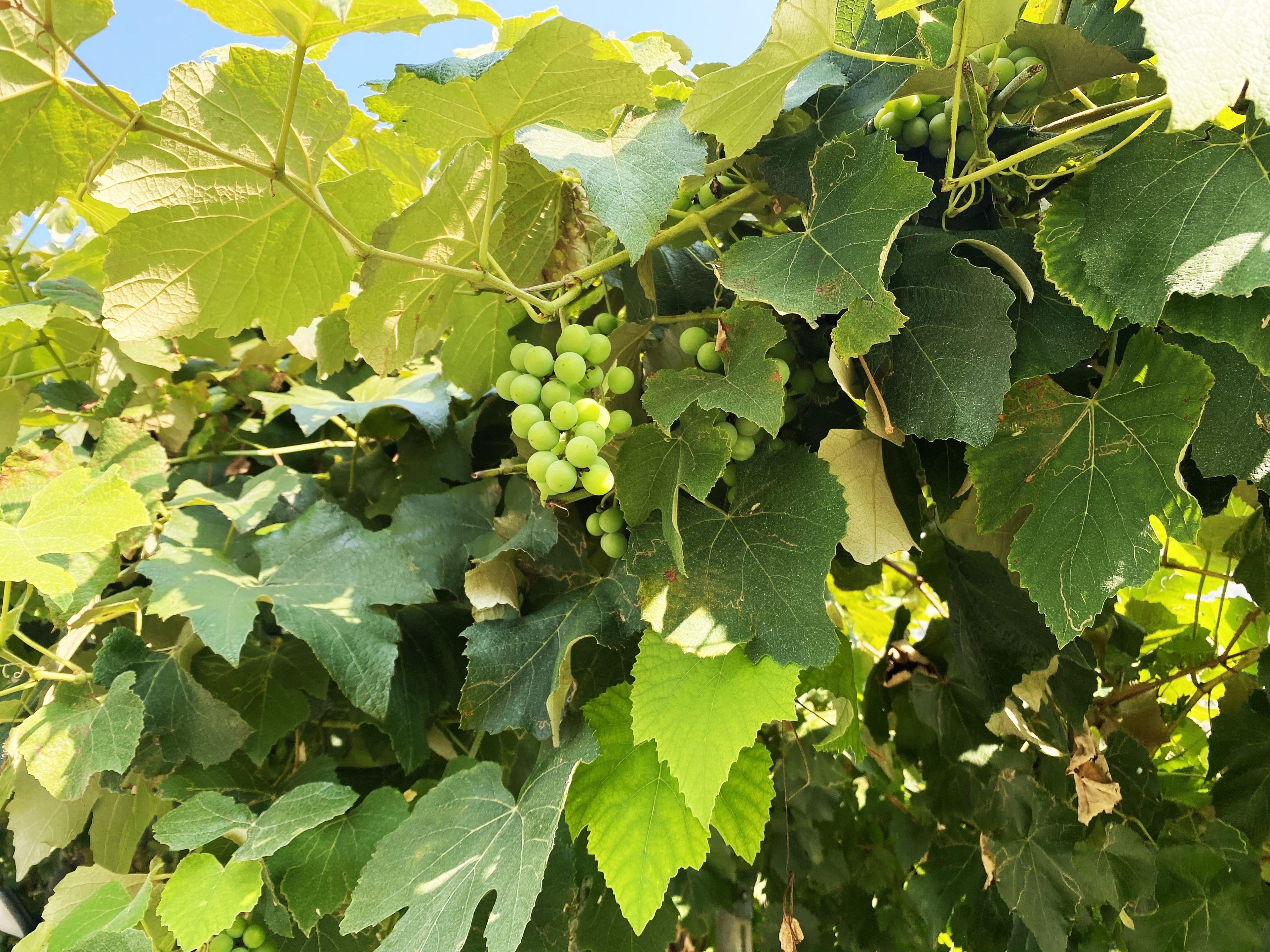 Image 2 - Cave vinicole Pian Marnino