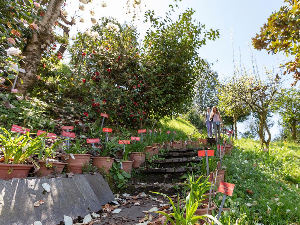 Image 7 - Botanical garden of Gambarogno