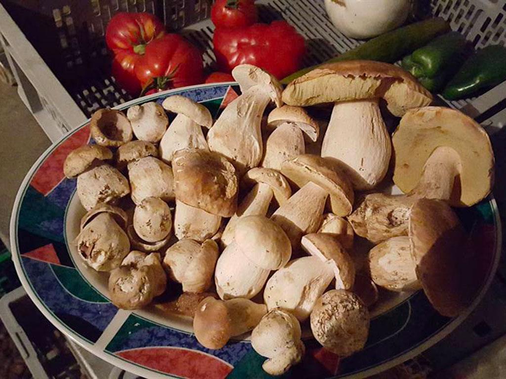 Image 16 - Capanna Alpe Bolla