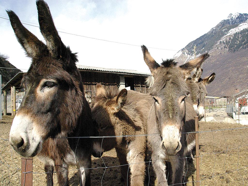 Image 5 - Azienda Rodoni Paolo