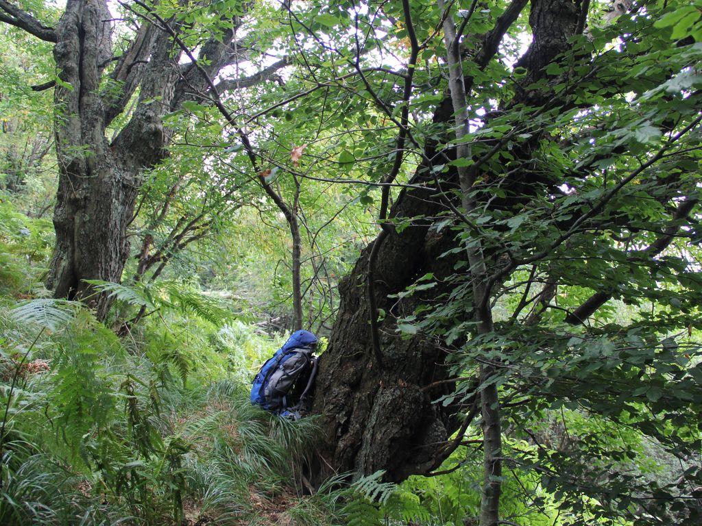 Image 5 - Waldreservat Bosco Sacro di Mergugno