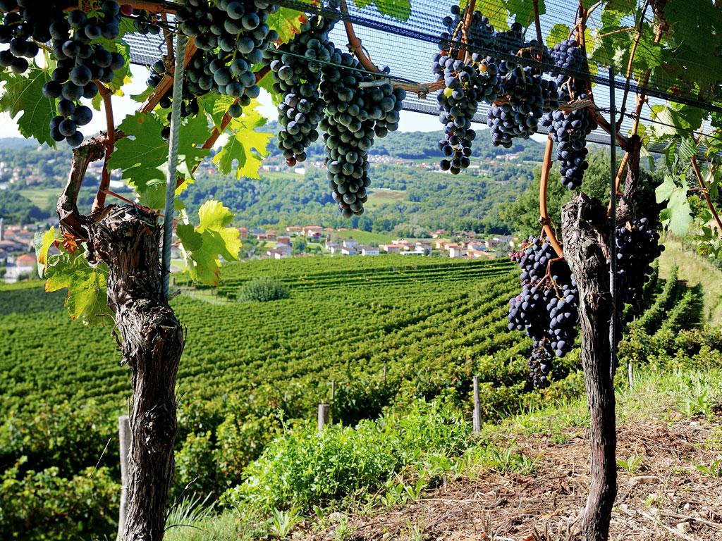 Image 1 - Itinerari tra i vigneti