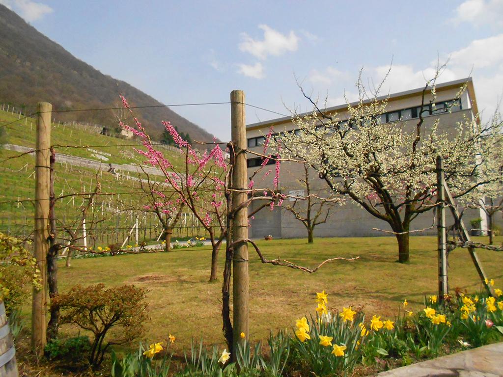 Image 1 - Cantina Ramelli