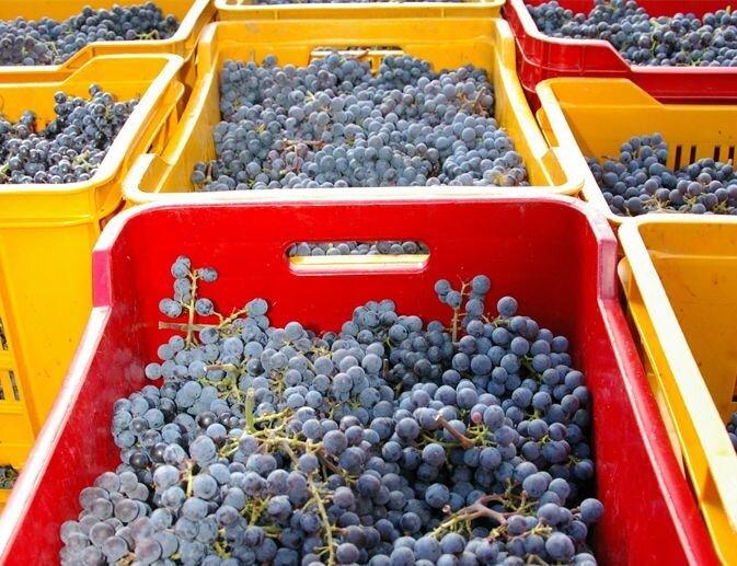 Image 2 - Azienda agricola Caprara