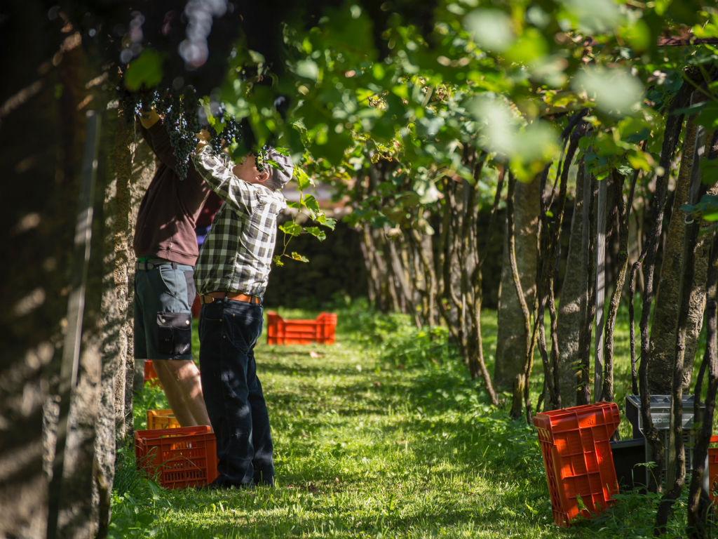 Image 10 - Vini Bettoni - Azienda Viticola Rascana 