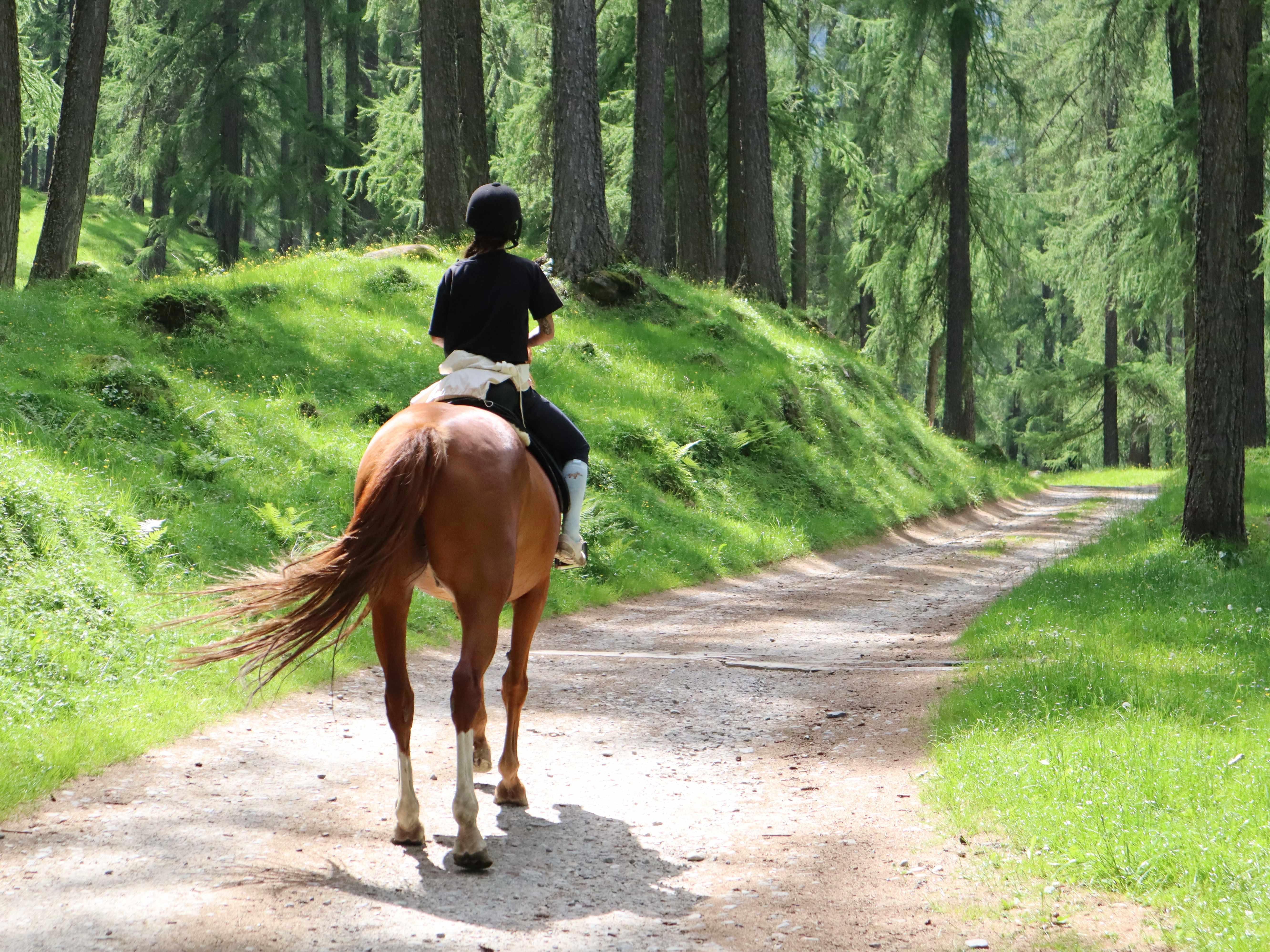 Image 2 - HorseWay Boscobello