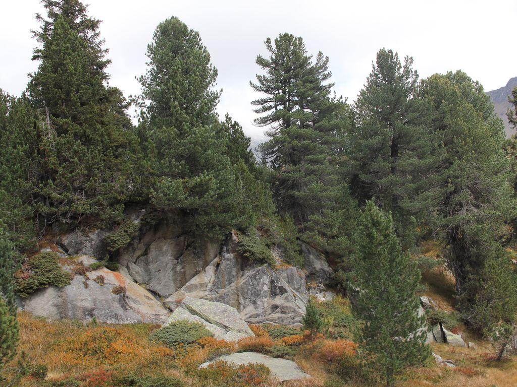 Image 5 - Réserve forestière Selvasecca