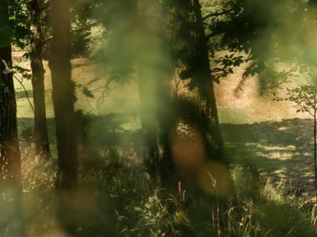 Image 0 - 