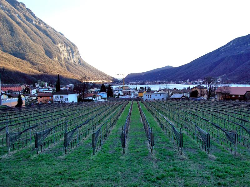 Image 9 - Il Vigneto - B&B