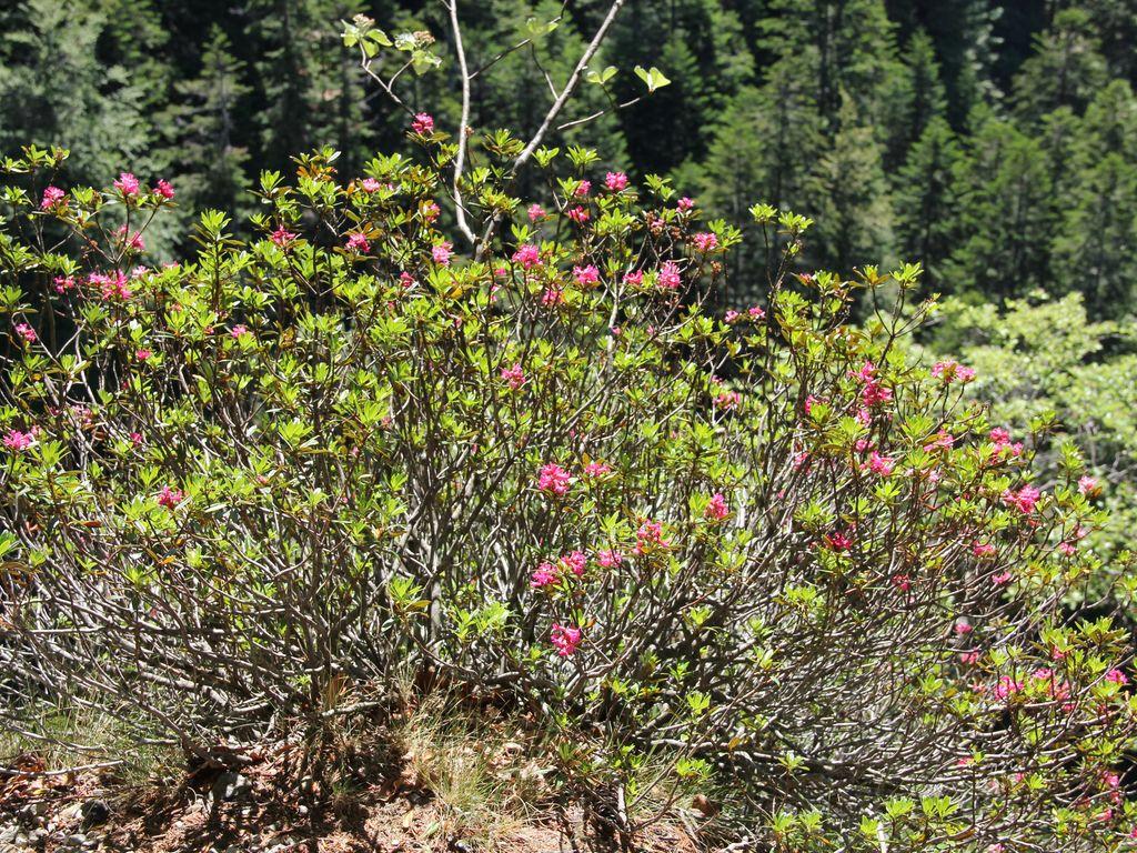 Image 5 - Waldreservat Onsernone