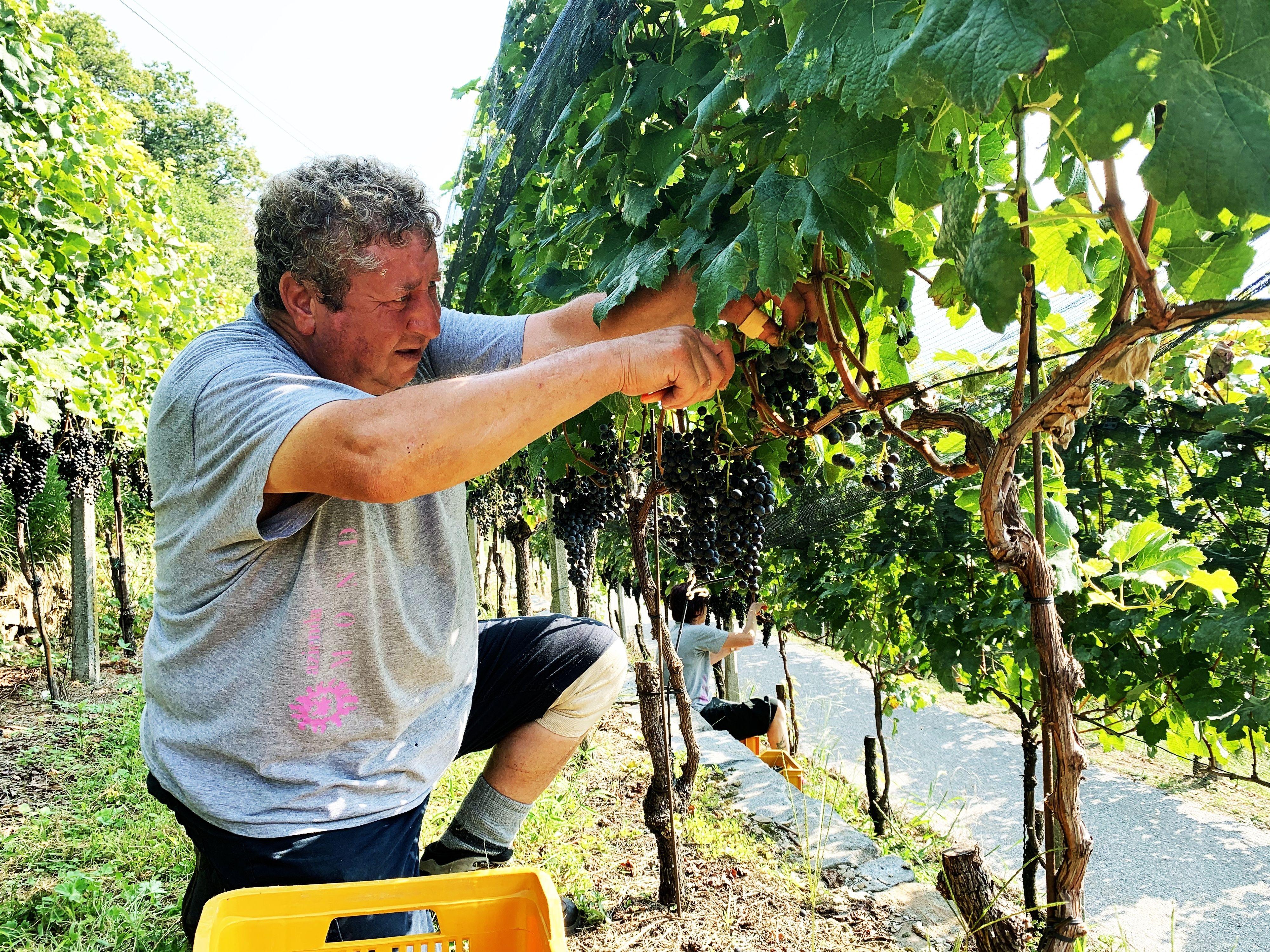 Image 9 - Wine cellar Mondò
