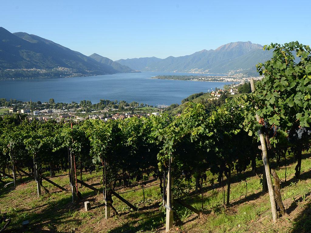 Image 7 - Matasci Vini 