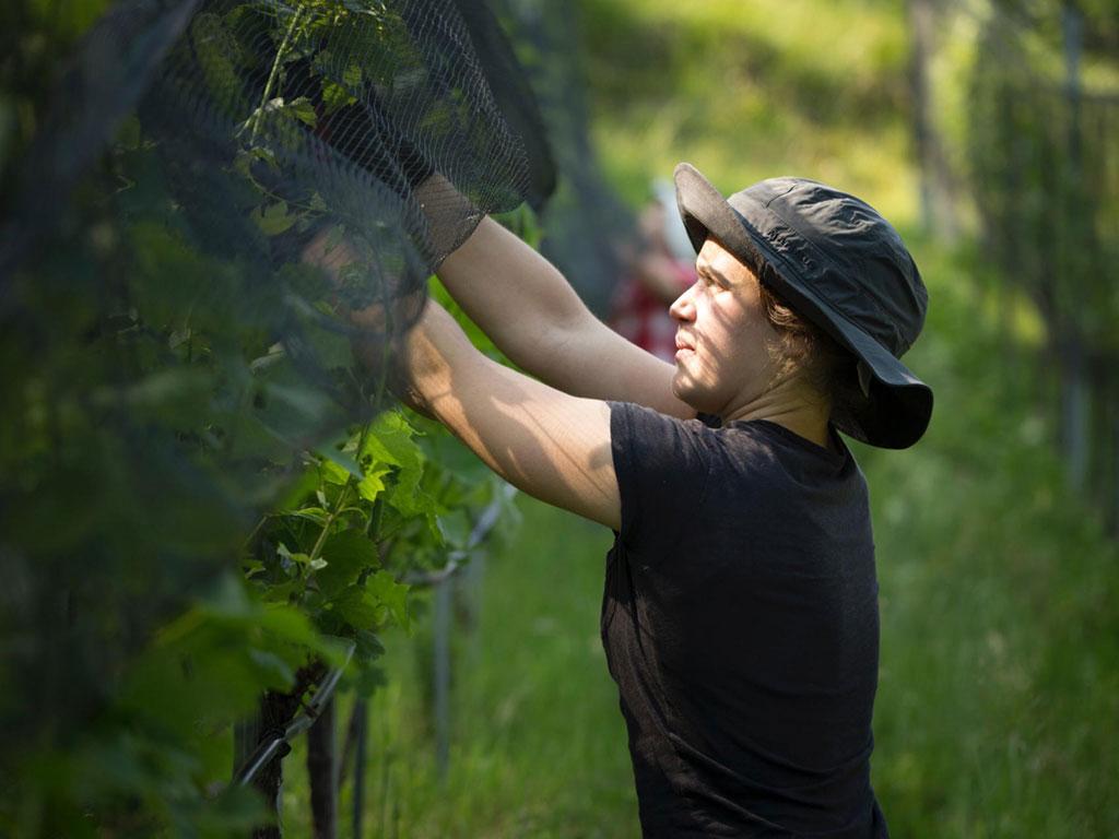 Image 2 - Cantina Blass