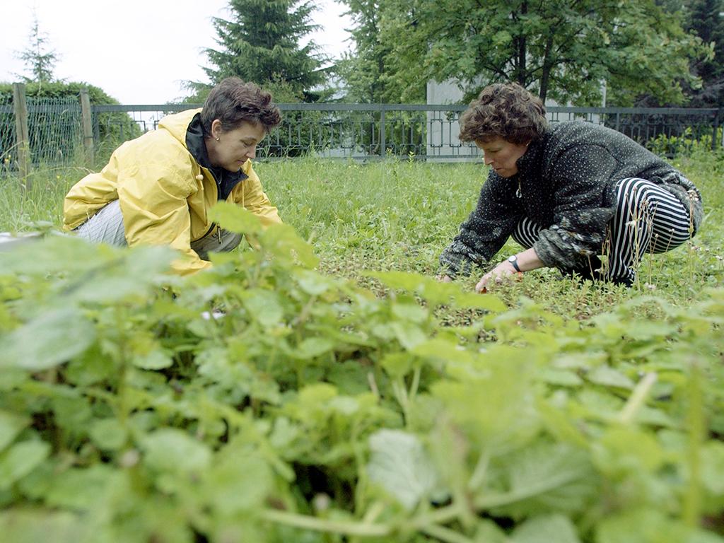 Image 1 - Herbes aromatiques et officinales 
