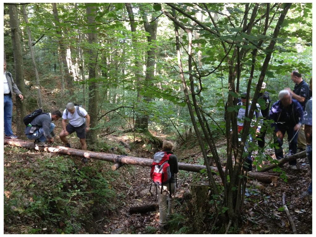 Image 2 - OUT OF THE WOODS. Survival experience