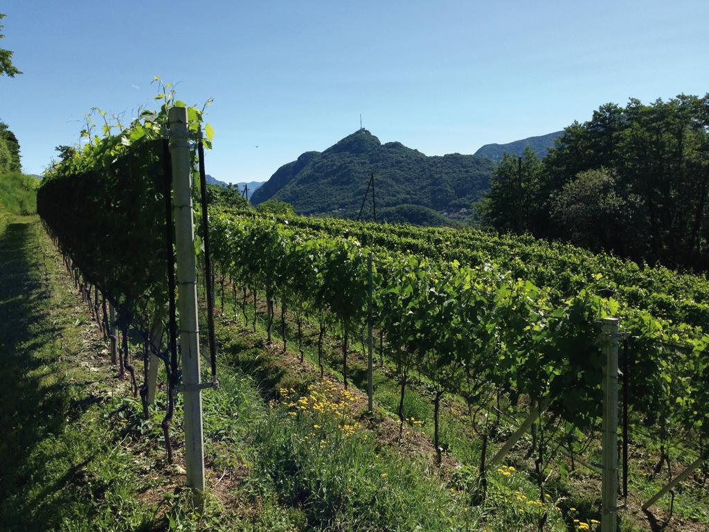 Image 1 - Wine cellar Fratelli Corti SA