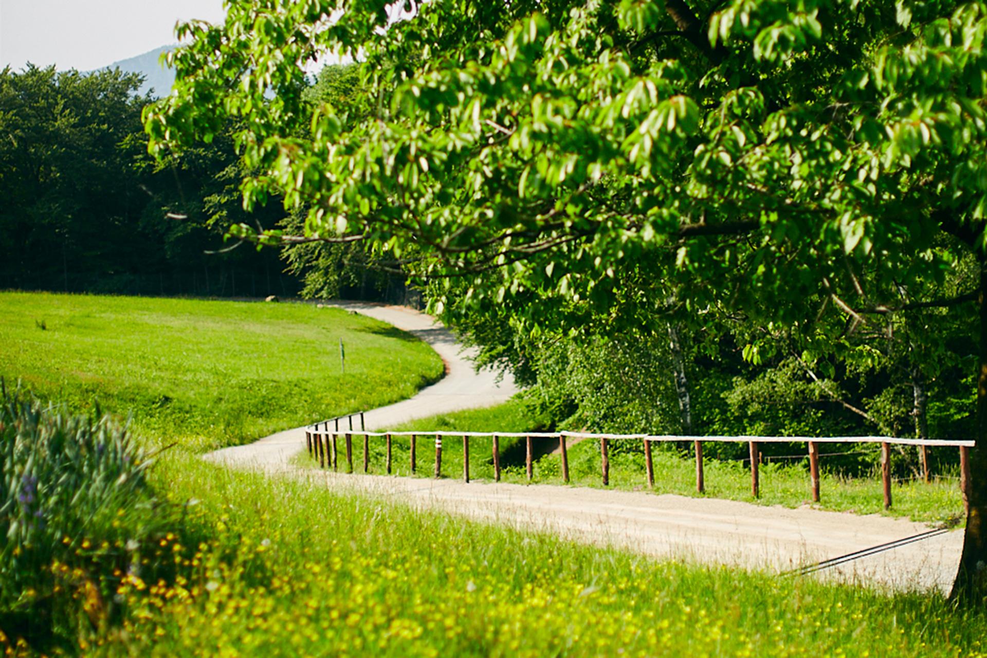 Image 8 - Ristorante Vicania