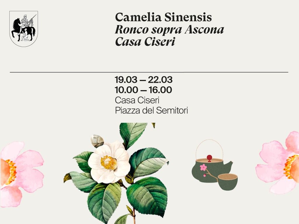 Camelia Sinensis 