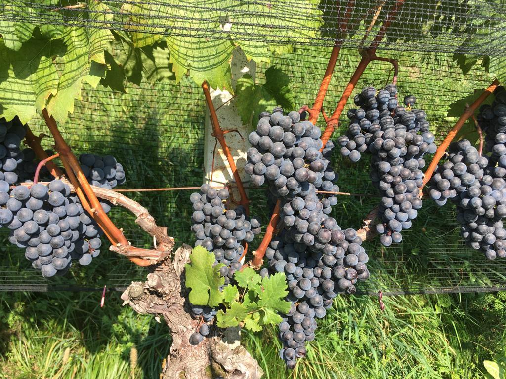 Image 1 - Cantina Tagliabue